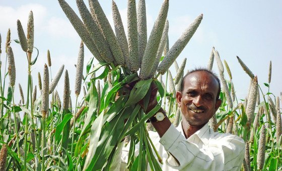 Le mil, une solution pour les systèmes agroalimentaires mondiaux, selon la FAO
